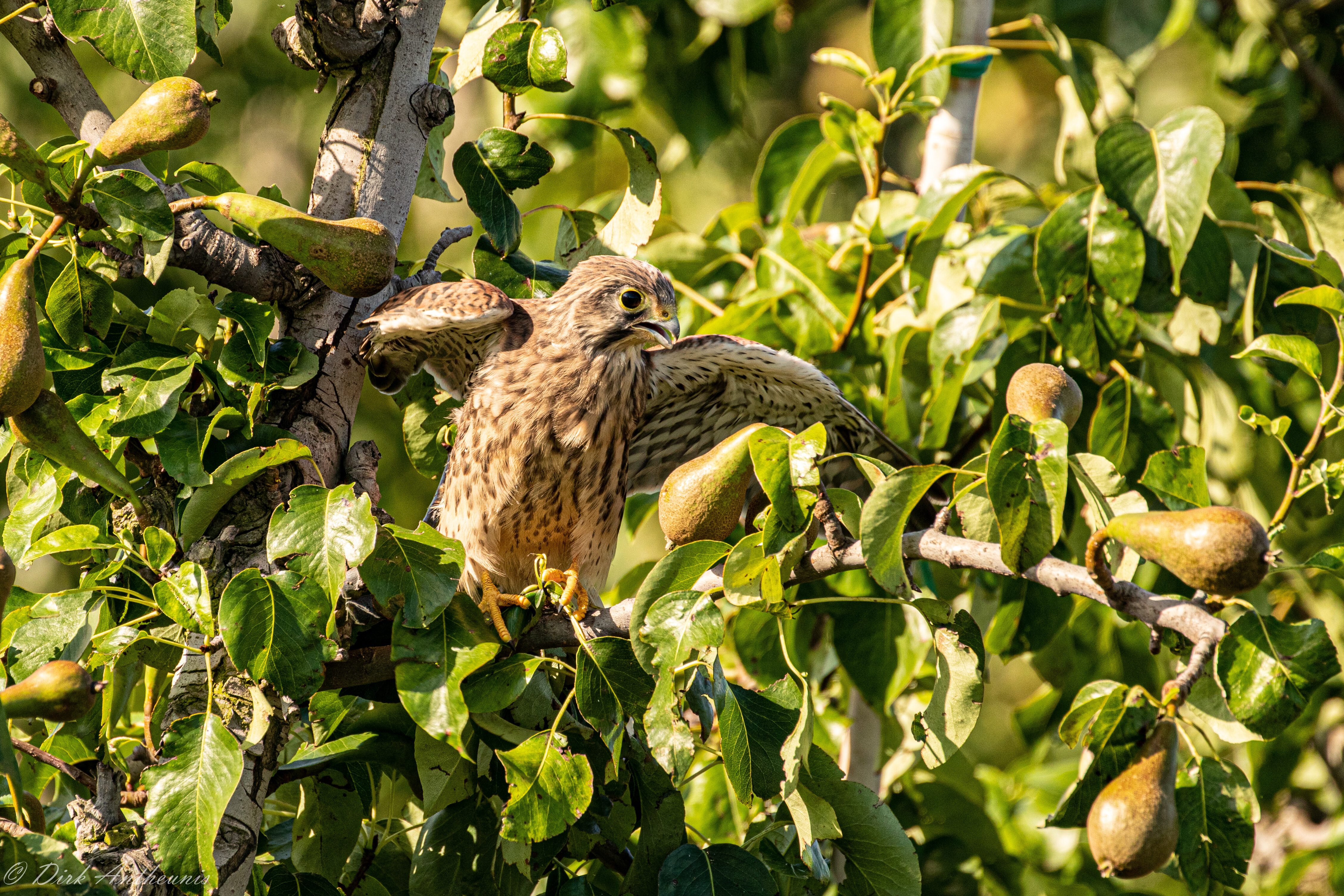 Un faucon crécerelle dans le verger de Fruitsnacks.