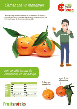 Weetjes clementine vs mandarijn